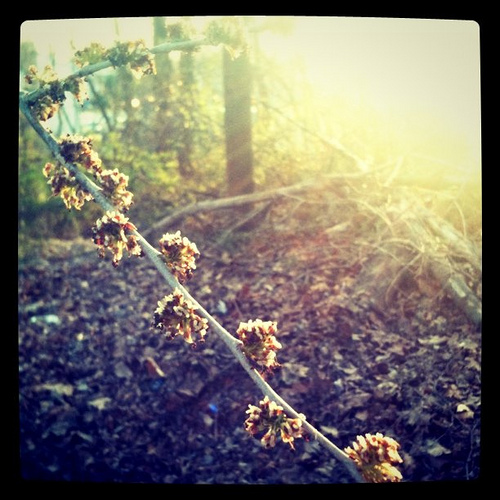 Sun shower. Went for a walk with the kids. Found the sun streaming through the trees.