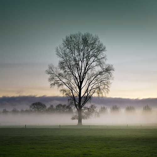 Tree Landscape